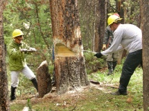 Crosscut saw tree felling.