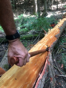 Peeling hemlock