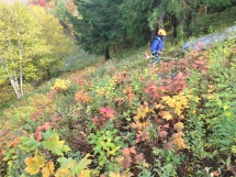 Brushing ski trails
