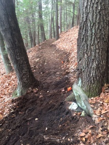 Trail between the trees