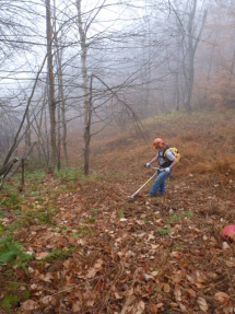 Ski trail clearing