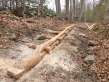 Native hemlock steps
